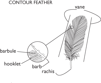 Digital illustration of feather, showing structure for waterproofing