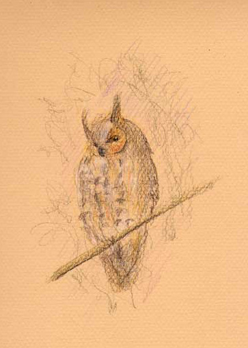 Long-eared owl (colored pencil drawing)